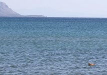 duck in sea samos greece.jpg