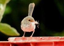 BF Superb Fairywren female thread.jpg