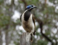 Bf Blue-faced Honeyeater thread.jpg