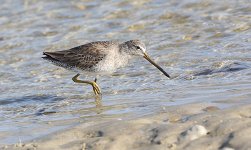 Dowitcher-2.jpg