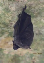 Bat P1140056.jpg