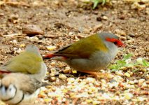 BF Red-browed Finch thread.jpg