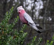 BF Galah thread.jpg