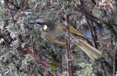 BF Lewin's Honeyeater thread.jpg