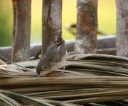 southern housewren.jpg