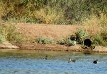 BF Australian Grebe, Grey Teal thread.jpg