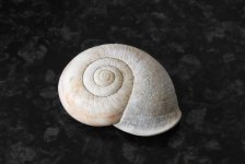 BF Pedinogyra rotabilis snail thread.jpg