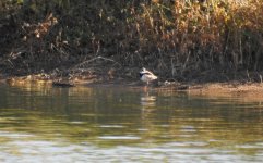 BF Black-fronted Dotterel1 thread.jpg