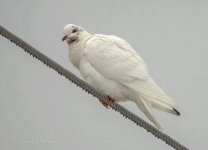 White Pigeon On A Wire_DSCN07734BF.jpg