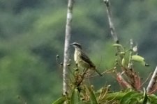 DSC08179 Piratic Flycatcher_03-08-18_Parque Natural Metropolitano Panama City.JPG