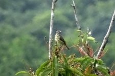 DSC08180 Piratic Flycatcher_03-08-18_Parque Natural Metropolitano Panama City.jpg