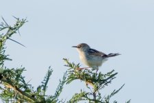 Cisticola (TZ)DIR.jpg