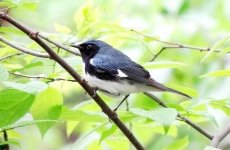 Black Throated blue def. May '12 for web..jpg