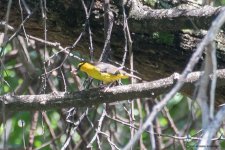 baglafecht  weaver.jpg