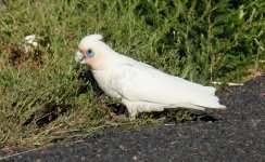 BF Little Corella thread.jpg