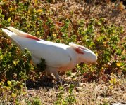 BF Major Mitchell's Cockatoo thread.jpg