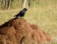 BF Torresian Crow on termite mount thread.jpg