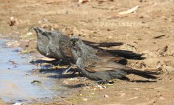 BF Apostlebird thread.jpg