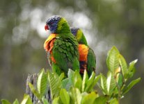 BF Rainbow Lorikeet pair thread.jpg