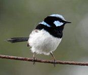 BF Superb Fairywren male thread.jpg