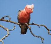 BF Galah female thread.jpg