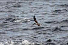 DSC08336 Bridled Tern_04-08-18_Panama City offshore.jpg