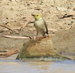 BF White-plumed Honeyeater thread.jpg