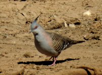 BF Crested Pigeon thread.jpg