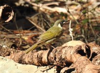 BF Lewin's Honeyeater thread.jpg