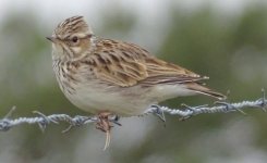 1-Mystery woodlark2.jpg