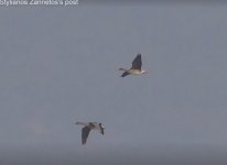 White fronted geese , Kalloni Salt Pans , 171119 cc  Stylianos Zannetos‎.JPG