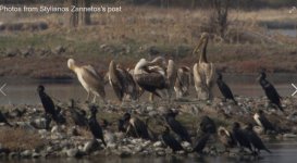 Pelicans, Kalloni Salt Pans , 171119 cc  Stylianos Zannetos‎.JPG