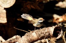 BF Rufous Fantail thread.jpg