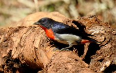 BF Mistletoebird thread.jpg