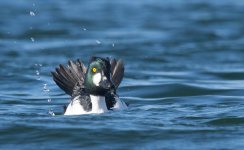 DSC_2030 Goldeneye - male-2.jpg