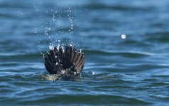 DSC_2032 Goldeneye - male-2.jpg