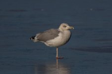 gull1b-15-jan-2020.jpg