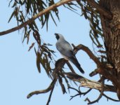 BF Black-faced Cuckooshrike thread.jpg