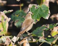 Reed Warbler_Girdle Ness_121019a.jpg