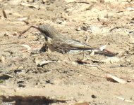 BF Spiny-cheeked Honeyeater thread.jpg