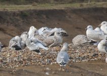 0882 YL Gull 17Nov19.jpg