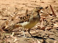 BF Spotted Bowerbird thread.jpg