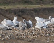 0853 YL Gull 17Nov19.jpg