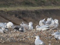 0873 YL Gull 17Nov19.jpg