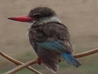 Brown-hooded kingfisher (Halcyon albiventris) (2).jpg