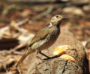 BF Regent Bowerbird female thread.jpg