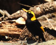 BF Regent Bowerbird male thread.jpg