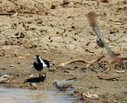 BF Magpie-Lark, Diamond Dove thread.jpg