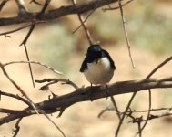 BF Willie Wagtail thread.jpg