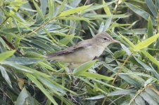 Blyth Reed-Warbler__F2A5657.jpg